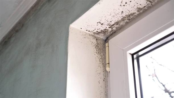 Mold Removal Process in Chocowinity, NC