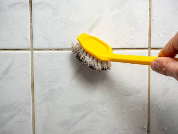 Best Mold Damage Repair  in Chocowinity, NC