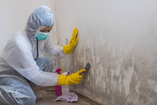 Best Mold Remediation  in Chocowinity, NC