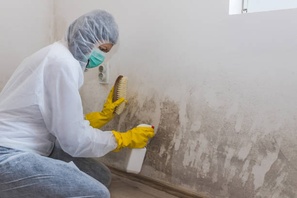 Professional Mold Removal in Chocowinity, NC