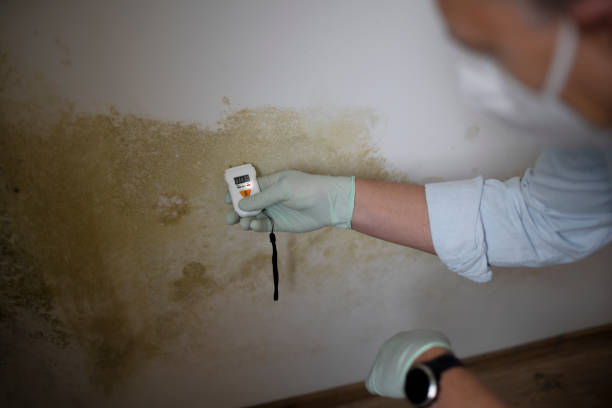 Best Affordable Mold Removal  in Chocowinity, NC