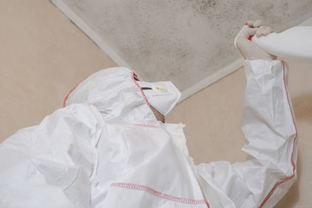 Best Toxic Mold Removal  in Chocowinity, NC
