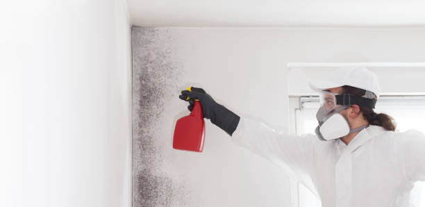 Best Commercial Mold Removal  in Chocowinity, NC