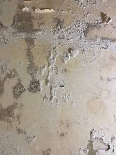 Best Office Mold Removal Services  in Chocowinity, NC