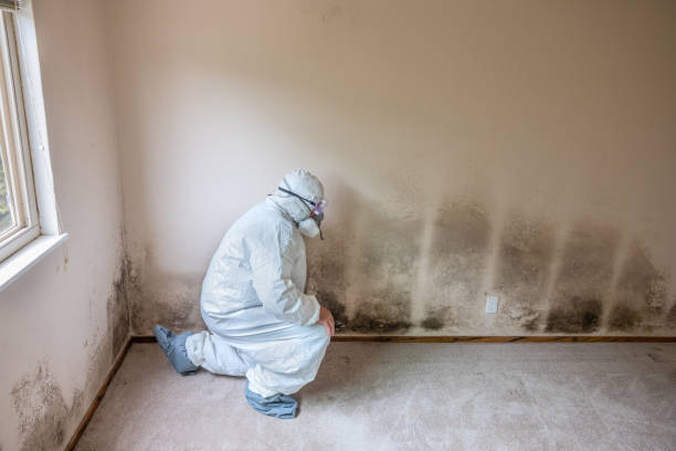 Chocowinity, NC Mold Removal Company